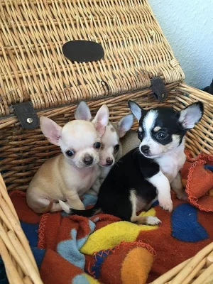 *** krásná Drobná Chihuahua Boy ***