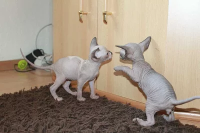 SPHYNX kočička