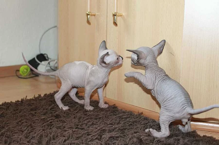 SPHYNX kočička