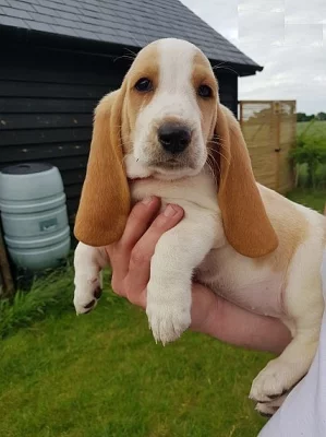 Můj úžasný bassett hound dotty
