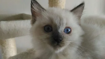 Ragdoll koťátko s PP.