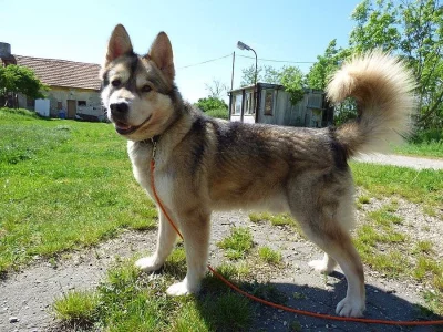 Aljašský malamut pro pánečka sportovce