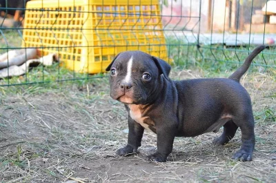American Bully ABKC