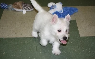 WEST HIGHLAND WHITE TERRIER