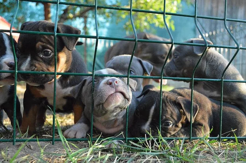 American Bully ABKC pocket