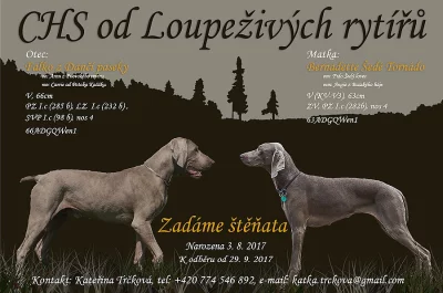 Výmarský ohař krátkosrstý s PP