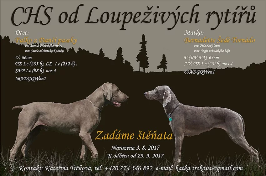 Výmarský ohař krátkosrstý s PP