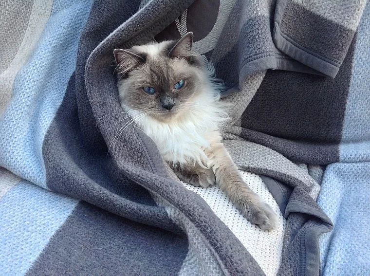 Ručně zvednuté ragdoll koťata