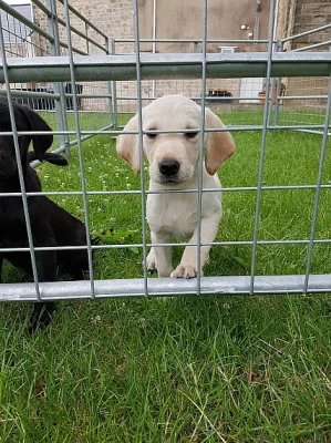 Ready Now - Čokoládová Labradoodle Puppy
