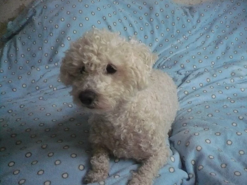 Boloňský psík - 2 letý pejsek