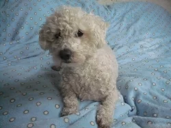 Boloňský psík - 2 letý pejsek