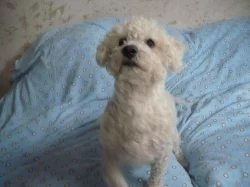 Boloňský psík - 2 letý pejsek