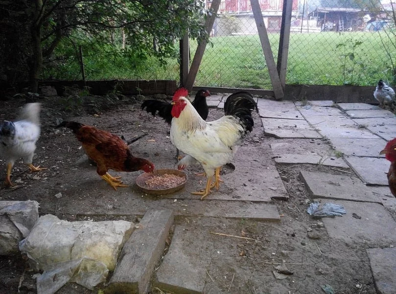kohoutek