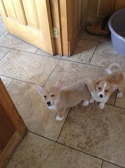 Okouzlující a půvabné štěňátka Pembroke Welsh Corgi