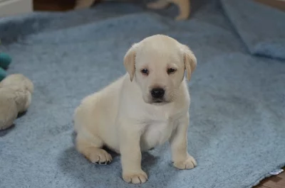 AKC zaregistrovala vrh štěňat labradorských retrívrů.