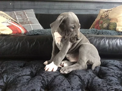 Hi - Máme fantastický 6 měsíc 90 liber Great Dane stenata.