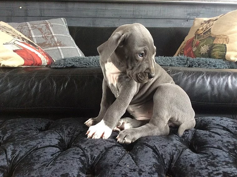 Hi - Máme fantastický 6 měsíc 90 liber Great Dane stenata.