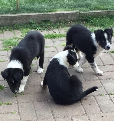 Border Collies jsou hravé