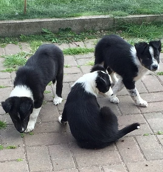Border Collies jsou hravé