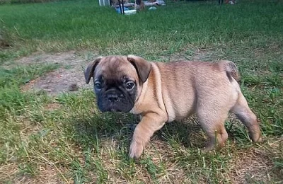 *** TOP KVALITA PUG Štěňátka na prodej ***