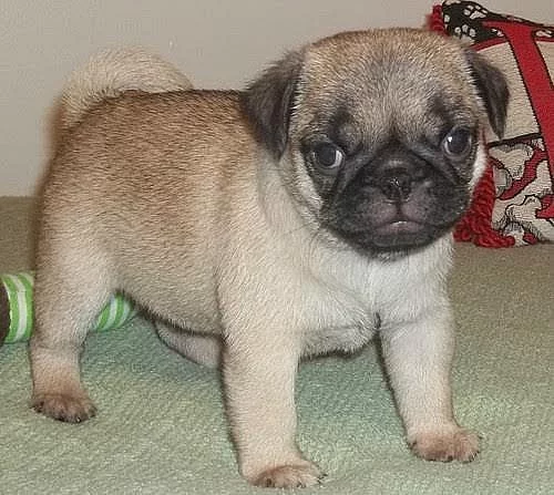 Smiling Pug Puppies připraven k prodeji Wollongong