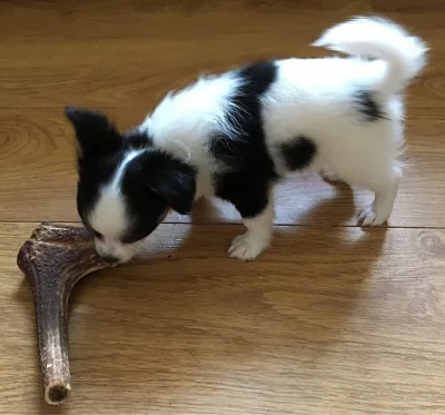 Chihuahua ženy dlouhé vlasy 10 týdnů připraven teď