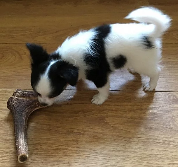 Chihuahua ženy dlouhé vlasy 10 týdnů připraven teď