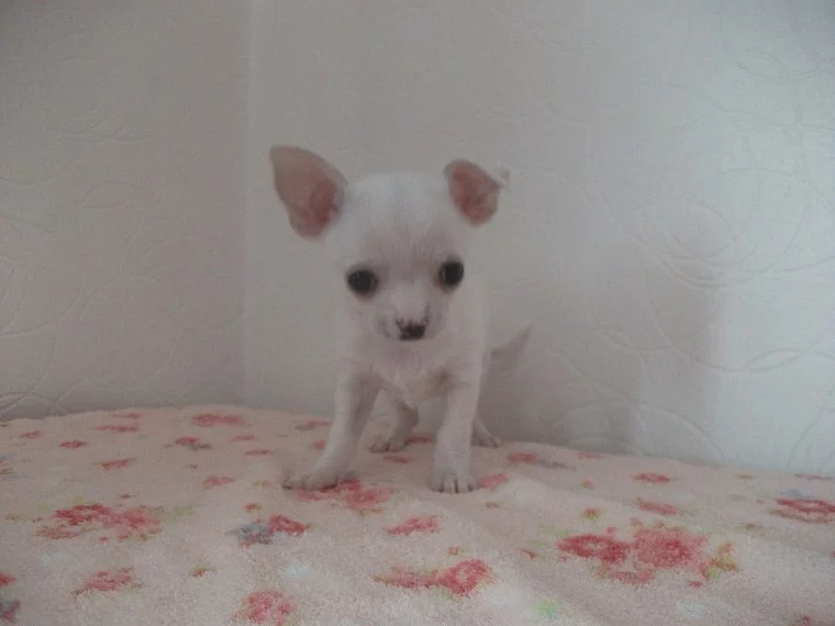 Chihuahua ženy dlouhé vlasy 10 týdnů připraven teď