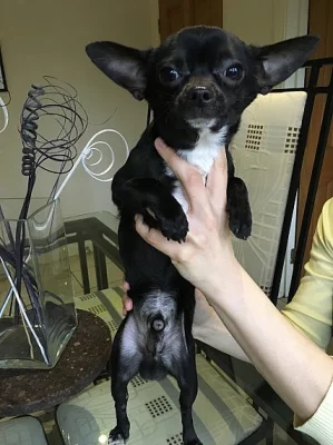 Chihuahua ženy dlouhé vlasy 10 týdnů připraven teď