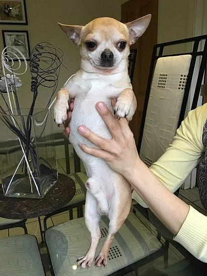 Chihuahua ženy dlouhé vlasy 10 týdnů připraven teď