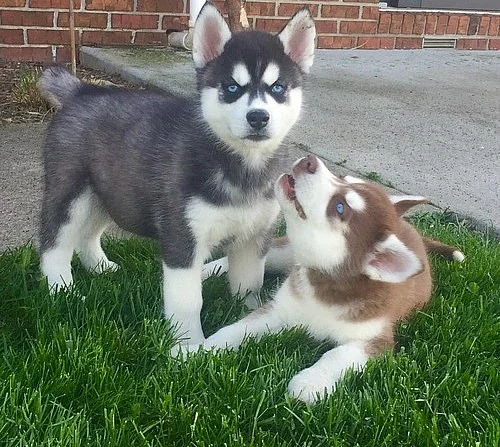 2 Szibériai husky kölykök eladók