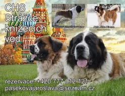 Moskevský strážní pes s PP-Fci