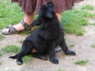 krásná štěňátka - ihned k odběru