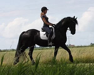 Krásný frízský kůň, Mare připravený pro nový domov