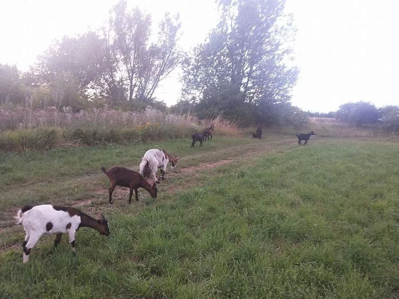 Daruji do dobrých rukou