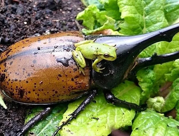 Entomologická výstava v Otrokovicích, 14.10.2017