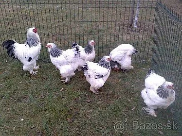 Kuřata Brahmanky bílé-kolunbijské