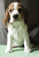 Beagle - bígl s PP