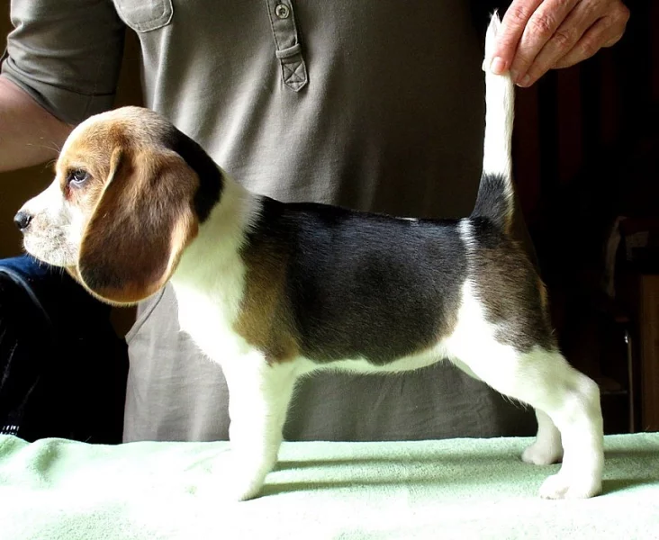 Beagle - bígl s PP