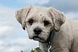 Beny – Lhasa Apso