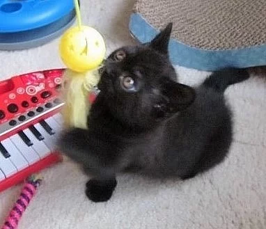 Spayed, prohlásil, microchiped domácí krátké vlasy kočky do