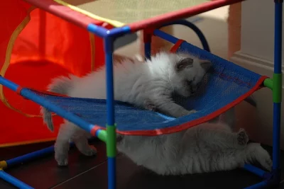 Ručně zvednuté ragdoll koťata