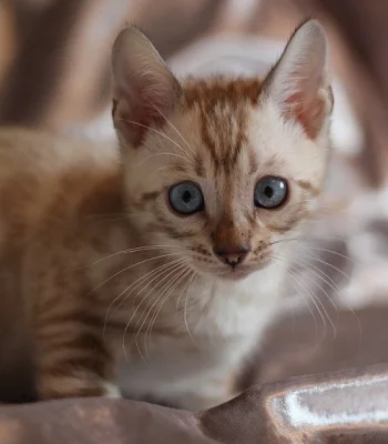 BENGAL kočky k dispozici