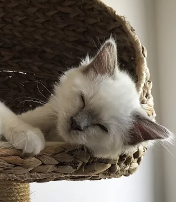 Tři Birman Kitten k dispozici
