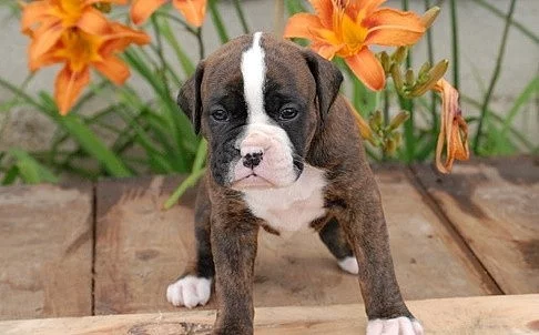 1 Krásná bílá žena Boxer Puppy