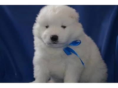 8 měsíců starý Samoyed Boy na prodej