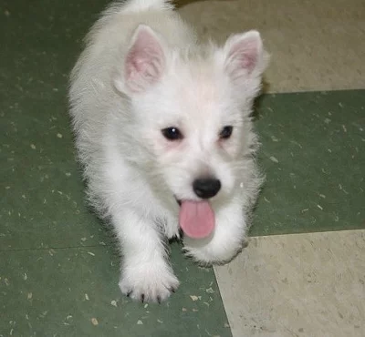 Poppy Krásné bílé Westie