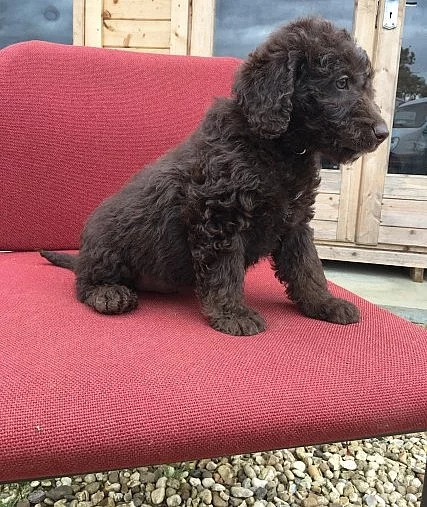 Archie - miniaturní Labradoodle