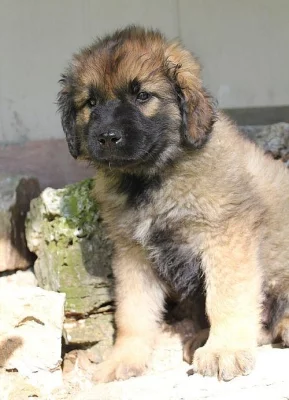 Kc registrovaných štěňat Leonberger na prodej