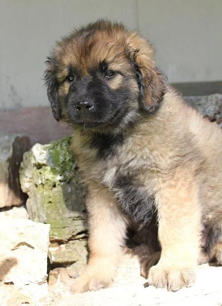 Kc registrovaných štěňat Leonberger na prodej